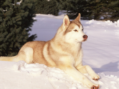 Siberian Husky Resting In Snow, Usa by Lynn M. Stone Pricing Limited Edition Print image