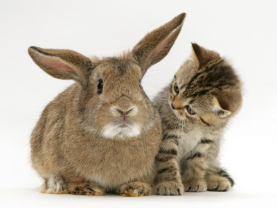 British Shorthair Brown Tabby Female Kitten Looking Inquisitivly At Young Agouti Rabbit by Jane Burton Pricing Limited Edition Print image