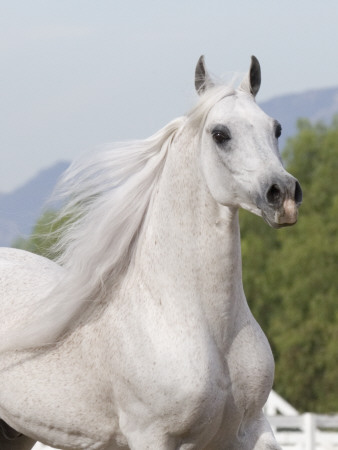 Grey Arabian Stallion Portrait, Ojai, California, Usa by Carol Walker Pricing Limited Edition Print image