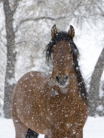 Bay Andalusian Stallion Portrait With Falling Snow, Longmont, Colorado, Usa by Carol Walker Pricing Limited Edition Print image