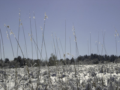 Snowy Blades Of Grass In The Sun, Boulder by Dörte Pietron Pricing Limited Edition Print image