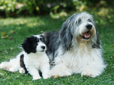 Polish Lowland Sheepdog With Puppy by Petra Wegner Pricing Limited Edition Print image