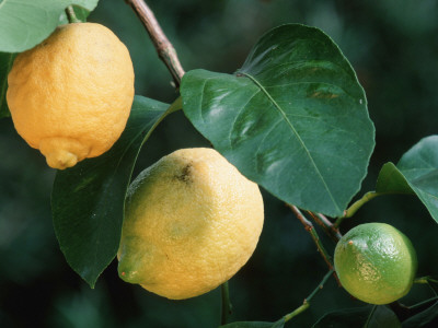 Lemons On Tree by Petra Wegner Pricing Limited Edition Print image