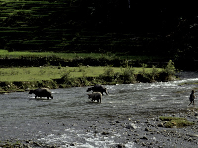 River Cow Crossing, Indonesia by Michael Brown Pricing Limited Edition Print image