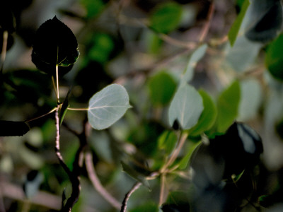 Green Leaves, Boulder by Michael Brown Pricing Limited Edition Print image