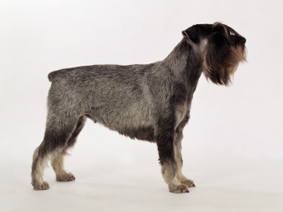 Side Profile Of Schnauzer by Steimer Pricing Limited Edition Print image
