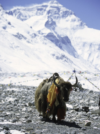 Lone Yak by Michael Brown Pricing Limited Edition Print image