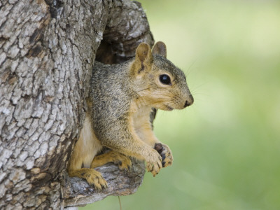 Eastern Fox Squirrel In Tree Cavity, Hill Country, Texas, Usa by Rolf Nussbaumer Pricing Limited Edition Print image