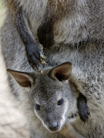 Red-Necked Wallaby Joey Looking Out Of Pouch. Captive, Iucn Red List Of Endangered Species by Eric Baccega Pricing Limited Edition Print image