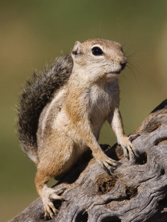 Harris's Antelope Squirrel Adult On Cactus Skeleton, Tuscon, Arizona, Usa by Rolf Nussbaumer Pricing Limited Edition Print image