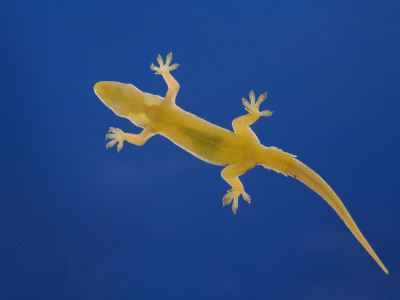 Indo-Pacific Gecko Adult On Glass Showing Underside, Costa Rica by Rolf Nussbaumer Pricing Limited Edition Print image