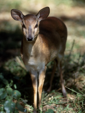 Suni Antelope De Wildt Gr, South Africa by Tony Heald Pricing Limited Edition Print image