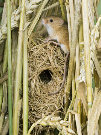 Harvest Mouse Adult Sitting On Breeding Nest In Corn, Uk by Andy Sands Pricing Limited Edition Print image