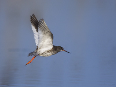 Common Redshank Adult In Flight, Lake Neusiedl, Austria by Rolf Nussbaumer Pricing Limited Edition Print image