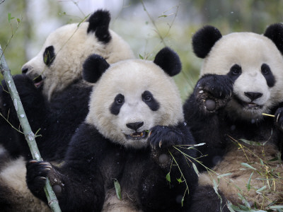 Three Subadult Giant Pandas Feeding On Bamboo, Wolong Nature Reserve, China by Eric Baccega Pricing Limited Edition Print image