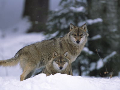 European Grey Wolves In Snow, Bayerischer Wald Np, Germany by Eric Baccega Pricing Limited Edition Print image