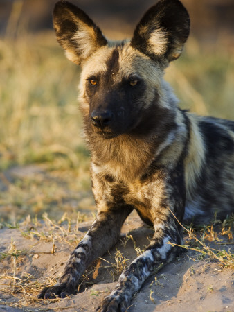 African Wild Dog, Moremi Wildlife Reserve, Botswana by Tony Heald Pricing Limited Edition Print image