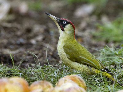 Green Woodpecker Male Alert Posture Among Apples On Ground, Hertfordshire, Uk, January by Andy Sands Pricing Limited Edition Print image