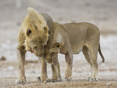 African Lion Courtship Behaviour Prior To Mating, Etosha Np, Namibia by Tony Heald Pricing Limited Edition Print image