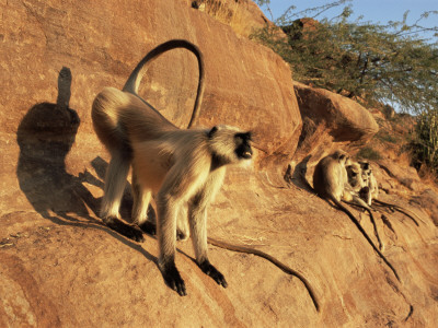 Hanuman Langur Alpha Male Displaying, Thar Desert, Rajasthan, India by Jean-Pierre Zwaenepoel Pricing Limited Edition Print image