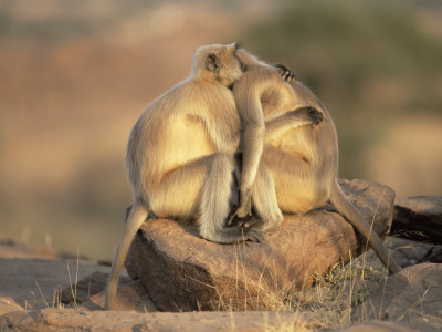 Hanuman Langur Adult Females Embracing, Thar Desert, Rajasthan, India by Jean-Pierre Zwaenepoel Pricing Limited Edition Print image