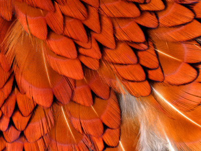 Male Pheasant Feathers, Devon, Uk by Ross Hoddinott Pricing Limited Edition Print image