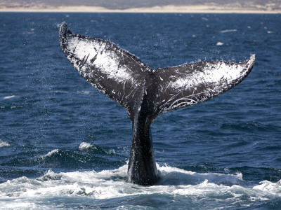 Humpback Whale Lobtailing, Baja California, Sea Of Cortez, Mexico by Mark Carwardine Pricing Limited Edition Print image