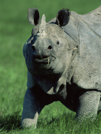 Indian Rhinoceros Kaziranga Np, Assam, India by Jean-Pierre Zwaenepoel Pricing Limited Edition Print image