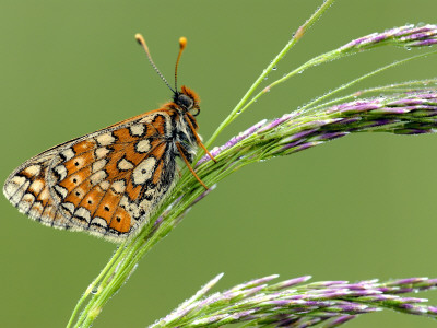 Marsh Fritillary Butterfly Resting On Grass, Vealand Fram Near Holsworthy, Devon, Uk by Ross Hoddinott Pricing Limited Edition Print image