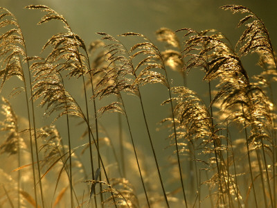 Common Reeds, Bude Canal, Cornwall, Uk by Ross Hoddinott Pricing Limited Edition Print image