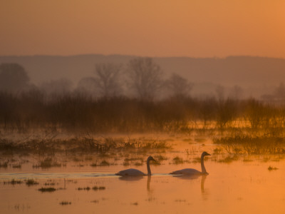 Whooper Swans At Sunrise, Hornborgasjon Lake, Sweden by Inaki Relanzon Pricing Limited Edition Print image