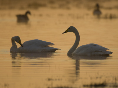 Whooper Swan And Mute Swan, Hornborgasjon Lake, Sweden by Inaki Relanzon Pricing Limited Edition Print image