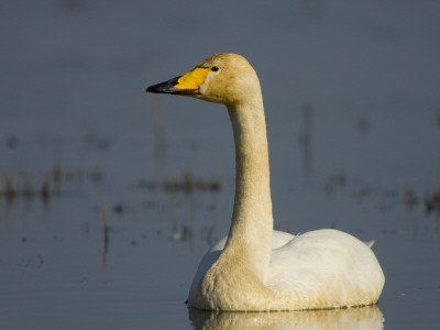 Whooper Swan Hornborgasjon Lake, Sweden by Inaki Relanzon Pricing Limited Edition Print image