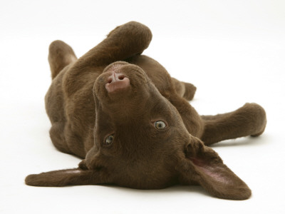 Chesapeake Bay Retriever Dog Pup, Teague, 9 Weeks Old, Rolling On The Ground by Jane Burton Pricing Limited Edition Print image