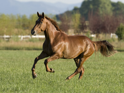 Chestnut Mare Running In Paddock, Longmont, Colorado, Usa by Carol Walker Pricing Limited Edition Print image