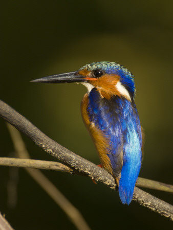 Madagascar Kingfisher On Branch Near Morondava, West Madagascar by Inaki Relanzon Pricing Limited Edition Print image