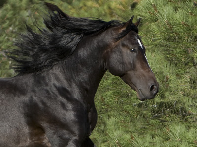 Black Connemara Stallion Running In Field Elizabeth, Colorado, Usa by Carol Walker Pricing Limited Edition Print image