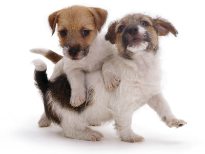 Two Jack Russell Terrier Pups Playing by Jane Burton Pricing Limited Edition Print image