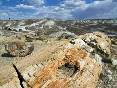 Petrified Logs Exposed By Erosion, Painted Desert And Petrified Forest, Arizona, Usa May 2007 by Philippe Clement Pricing Limited Edition Print image