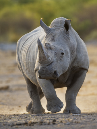 White Rhinoceros Etosha Np, Namibia January by Tony Heald Pricing Limited Edition Print image