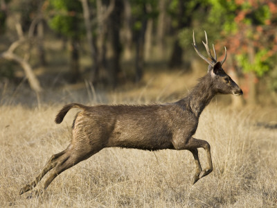 Sambar Running, Bandhavgarh Np, Madhya Pradesh, India, March by Tony Heald Pricing Limited Edition Print image