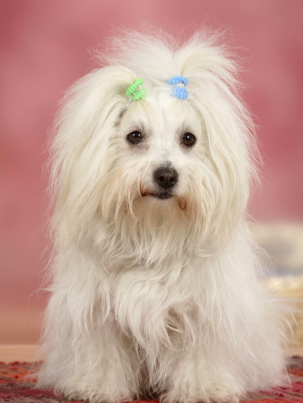 Coton De Tulear Dog Sitting Down by Petra Wegner Pricing Limited Edition Print image