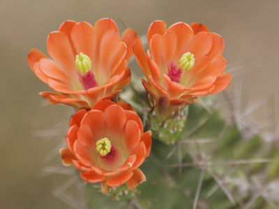 Claret Cup Cactus Flowers, Hill Country, Texas, Usa by Rolf Nussbaumer Pricing Limited Edition Print image