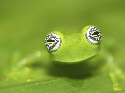 Ghost Glass Frog, Costa Rica by Edwin Giesbers Pricing Limited Edition Print image