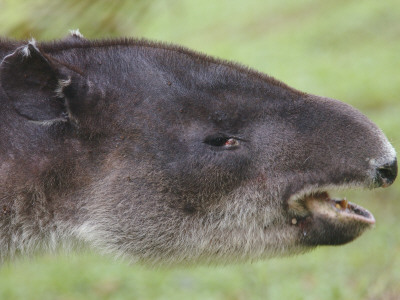 Baird's Tapir Portrait, Rara Avis, Costa Rica by Edwin Giesbers Pricing Limited Edition Print image