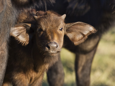 African Buffalo Calf, Chobe National Park, Botswana May 2008 by Tony Heald Pricing Limited Edition Print image