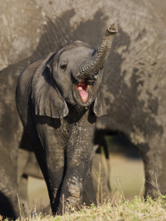 Elephant Calf Calling, Chobe National Park, Botswana May 2008 by Tony Heald Pricing Limited Edition Print image