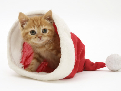 Red Tabby Kitten In A Father Christmas Hat by Jane Burton Pricing Limited Edition Print image