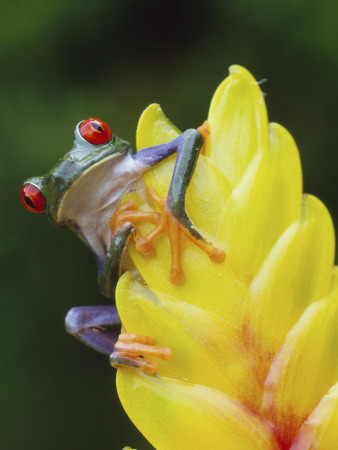 Red Eyed Tree Frog On Heliconia Flower, Costa Rica by Edwin Giesbers Pricing Limited Edition Print image