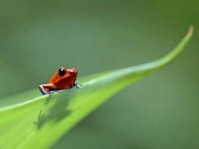 Strawberry Poison Dart Arrow Frog On Leaf, Costa Rica by Edwin Giesbers Pricing Limited Edition Print image